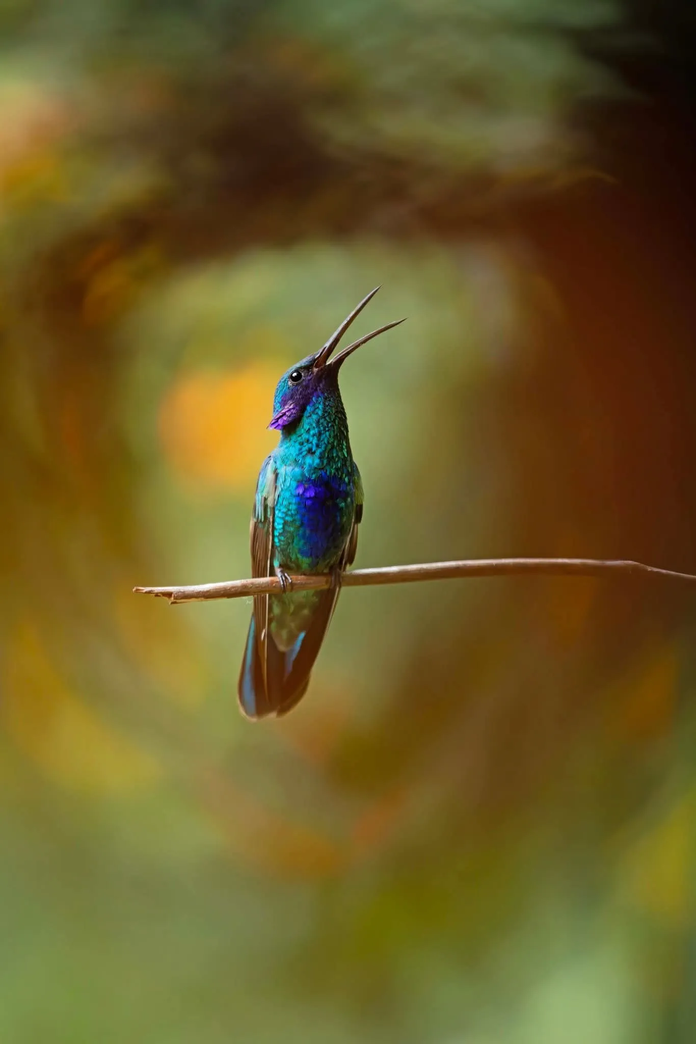 Make Time For Amazing Birdwatching