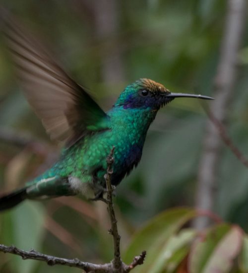 Bird watching Peru Green Colibri Violetear Hummingbird Hotel Molino