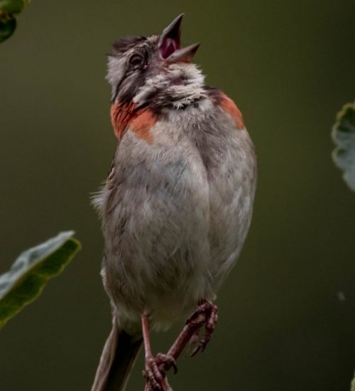 Gorrion Andean Sparrow Peru Bird Watching