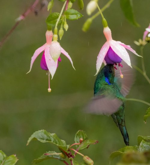 Bird watching Peru colibri fuchsia